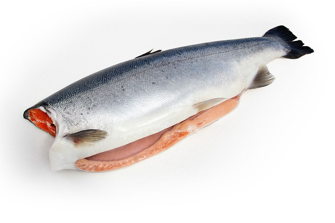 Trucha Trout Steelhead HG (Head Gutted)